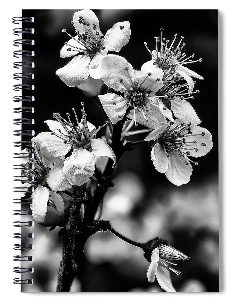 Cherry Blossoms Spiral Notebook featuring the photograph Cherry Blossoms BW by Flees Photos