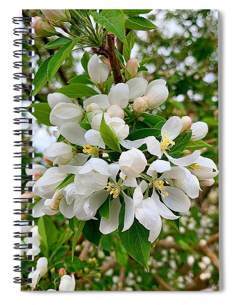 Cherry Creek Spiral Notebook featuring the photograph Cherry Creek Trail Spring 2021 Study 1 by Robert Meyers-Lussier