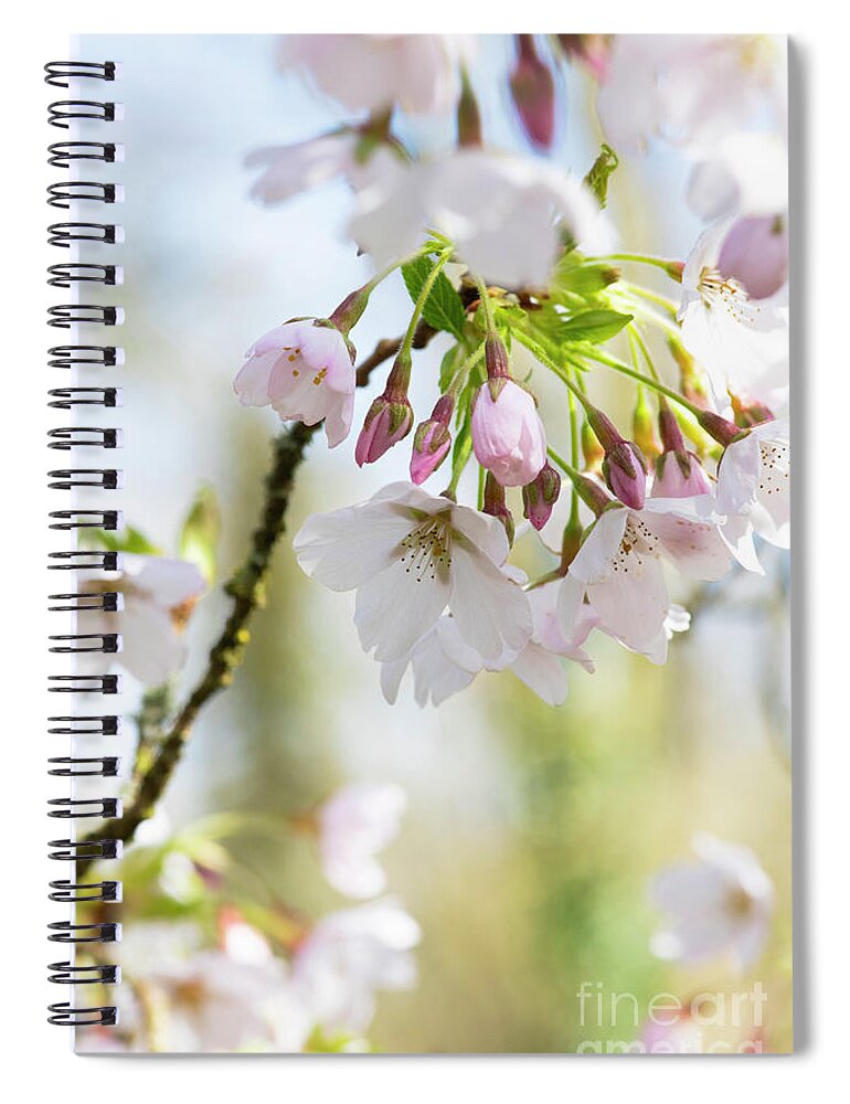 Cherry Tree Spiral Notebook featuring the photograph Cherry Tree Pandora Blossom by Tim Gainey