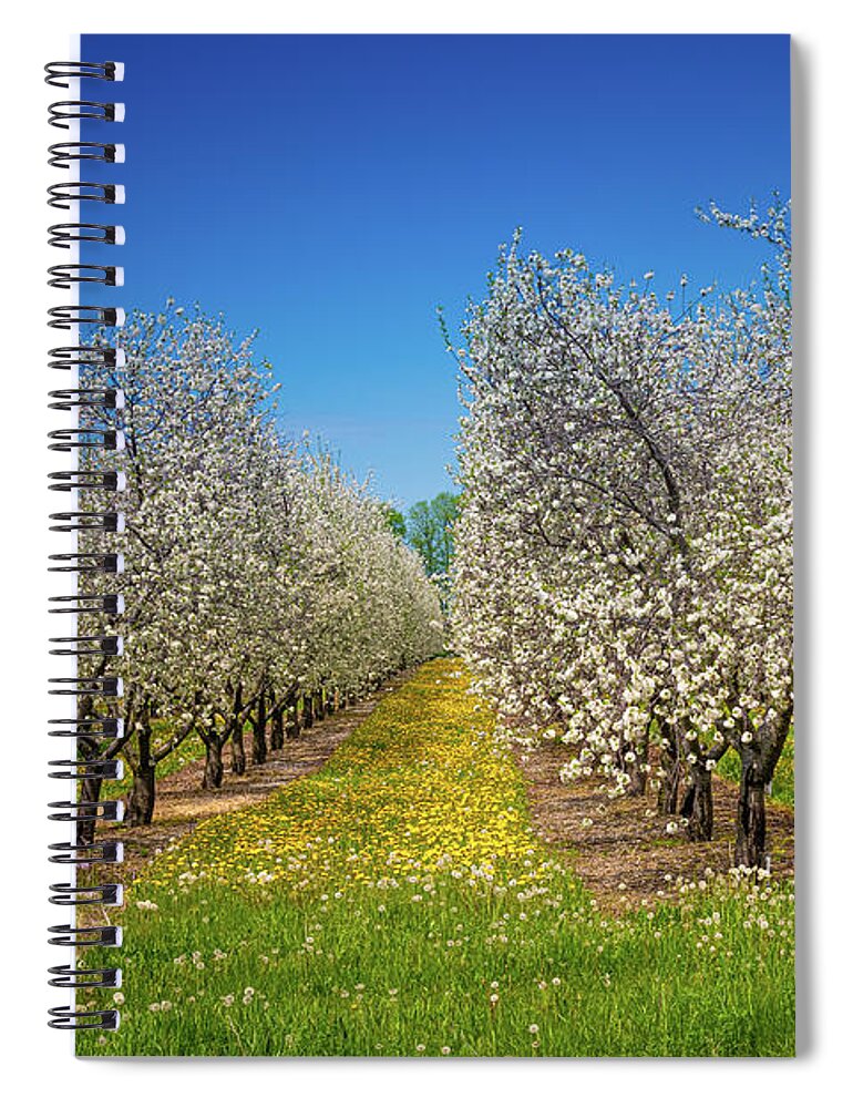 America Spiral Notebook featuring the photograph Cherry Trees In Bloom by Erin K Images