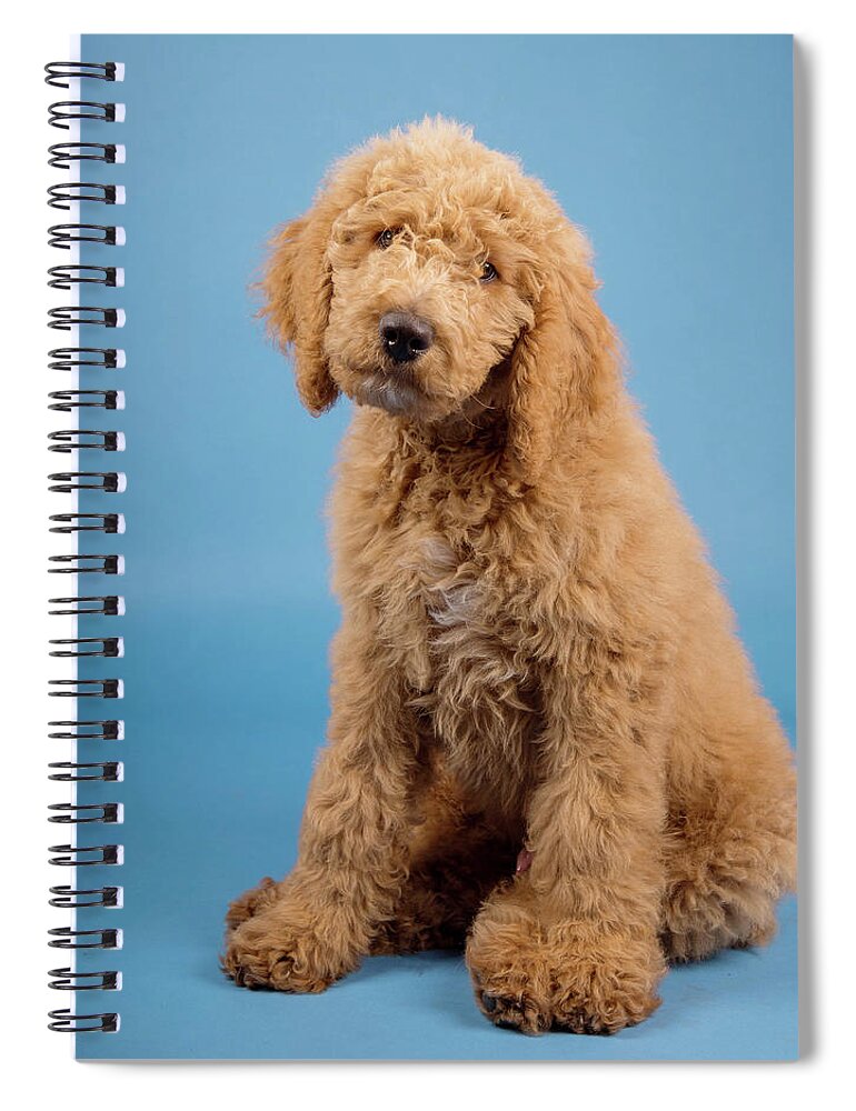 Chester Spiral Notebook featuring the photograph Chester 1 by Rebecca Cozart