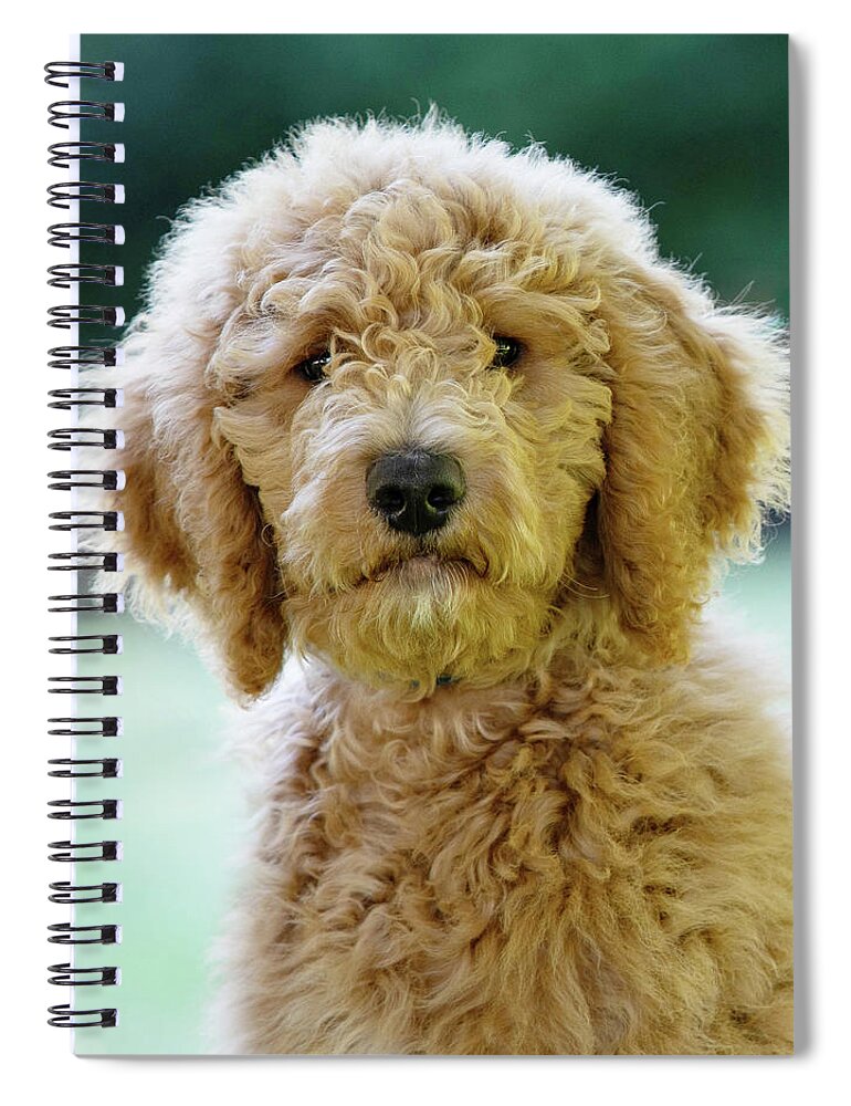 Chester Spiral Notebook featuring the photograph Chester 10 by Rebecca Cozart
