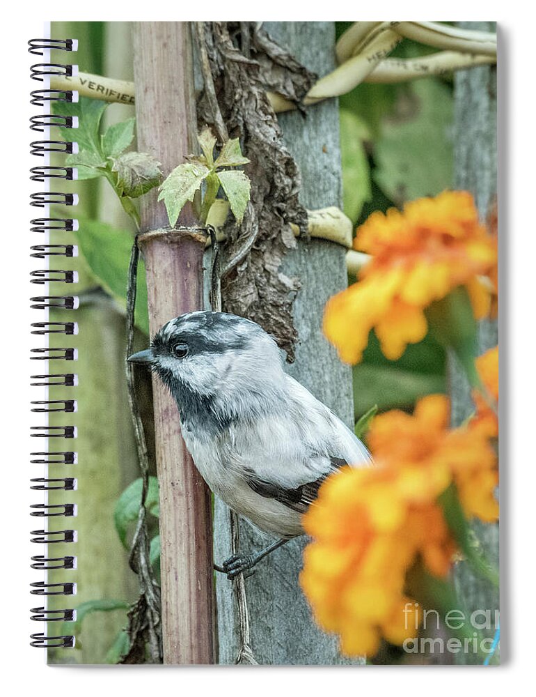 A Rare Leucistic Chickadee Perches Beyond Some Bright Marigolds In A Garden In Washington State. Spiral Notebook featuring the photograph Chickadee and Marigolds by Kristine Anderson