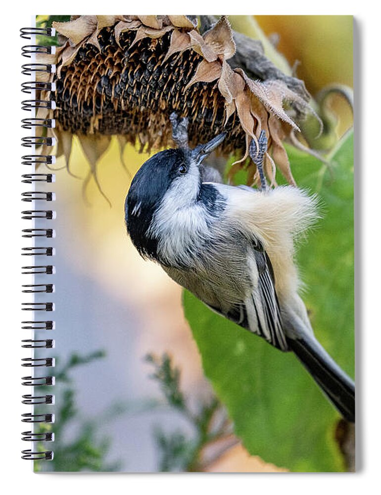 Bird Spiral Notebook featuring the photograph Chickadee Gets a Sunflower Seed by Tony Hake