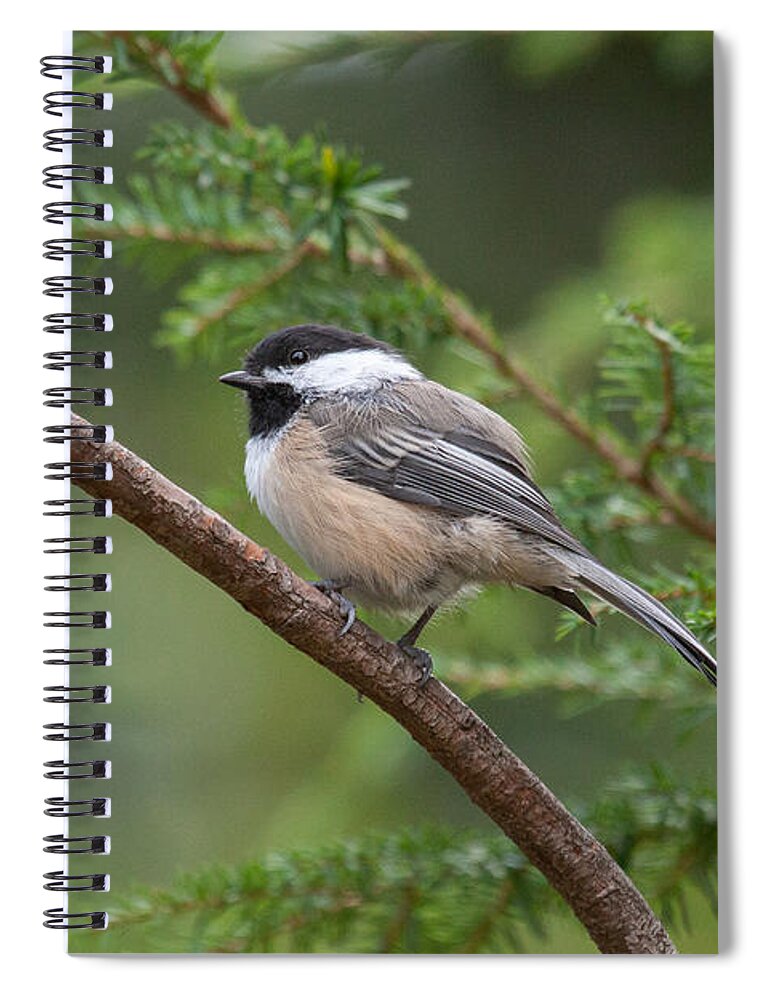 Chickadee Spiral Notebook featuring the photograph Chickadee in the Pines by Jayne Carney