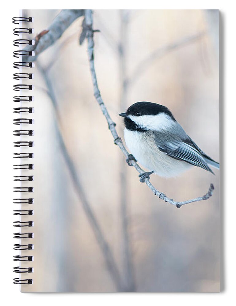 Chickadee Spiral Notebook featuring the photograph Chickadee by Karen Rispin