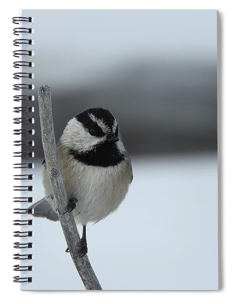 Black Capped Chickadee Spiral Notebook featuring the photograph Chickadee by Nicola Finch