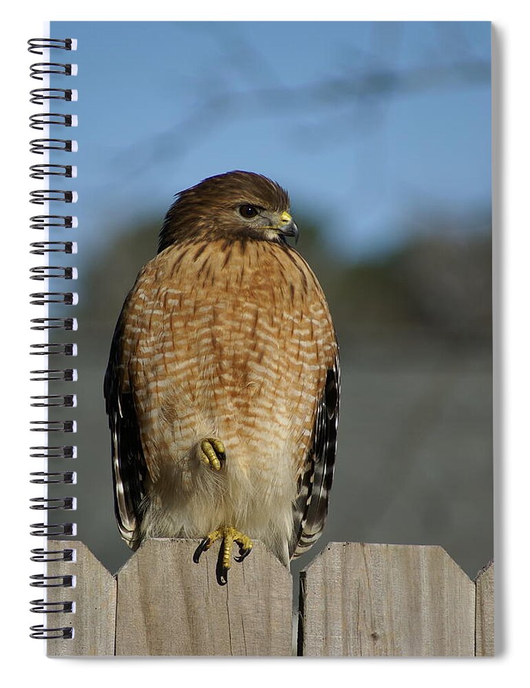  Spiral Notebook featuring the photograph Chilling Hawk by Heather E Harman