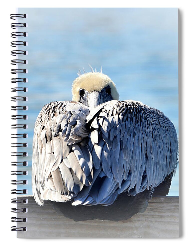 Pelican Spiral Notebook featuring the photograph Chilly by Alison Belsan Horton