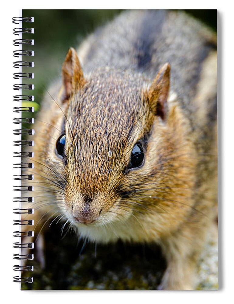 Chipmunk Spiral Notebook featuring the photograph Chipmunk Face Drop by Wild Fotos