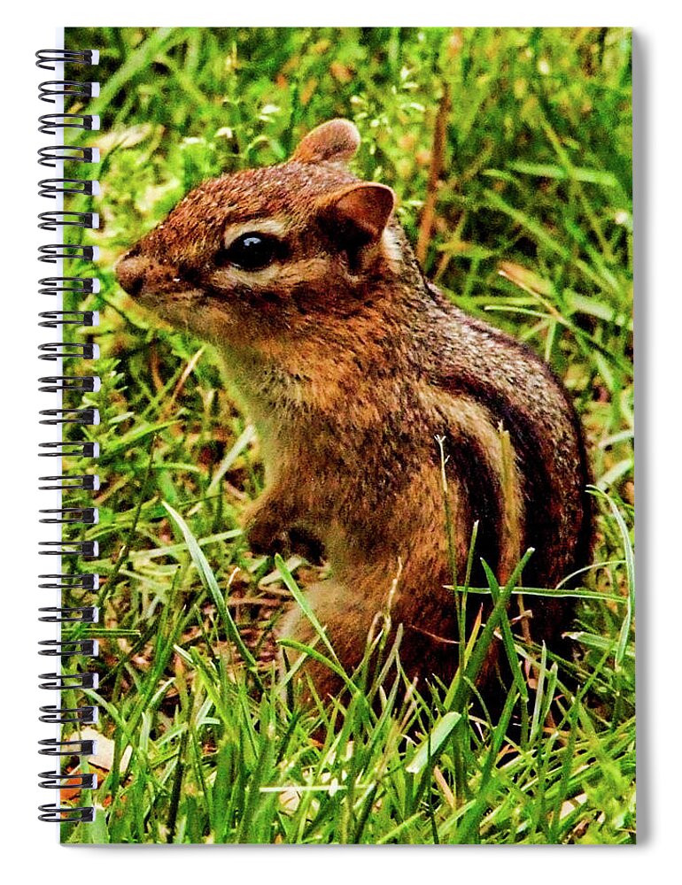 Chipmunk Grass Green Spiral Notebook featuring the photograph Chipmunk by John Linnemeyer