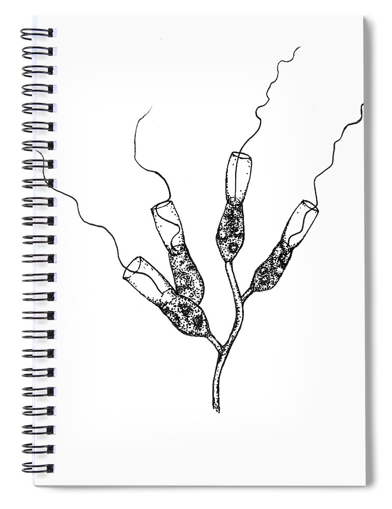 Protozoa Spiral Notebook featuring the drawing Choanoflagellates by Kate Solbakk