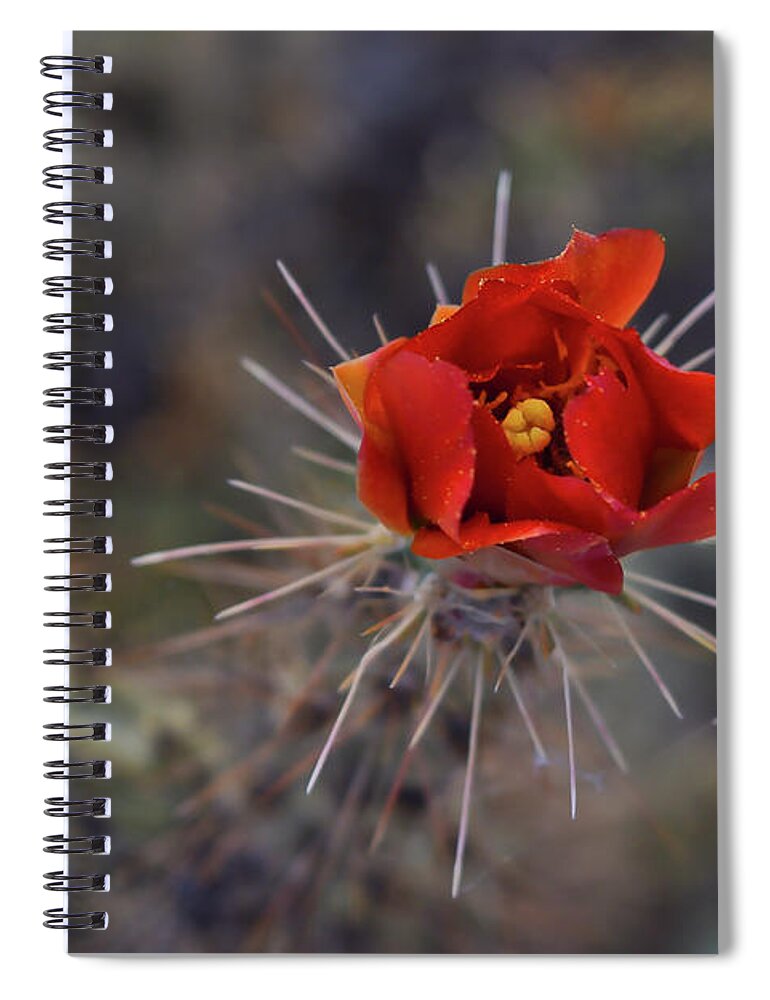 Cholla Spiral Notebook featuring the photograph Cholla Flower Bloom by Chance Kafka