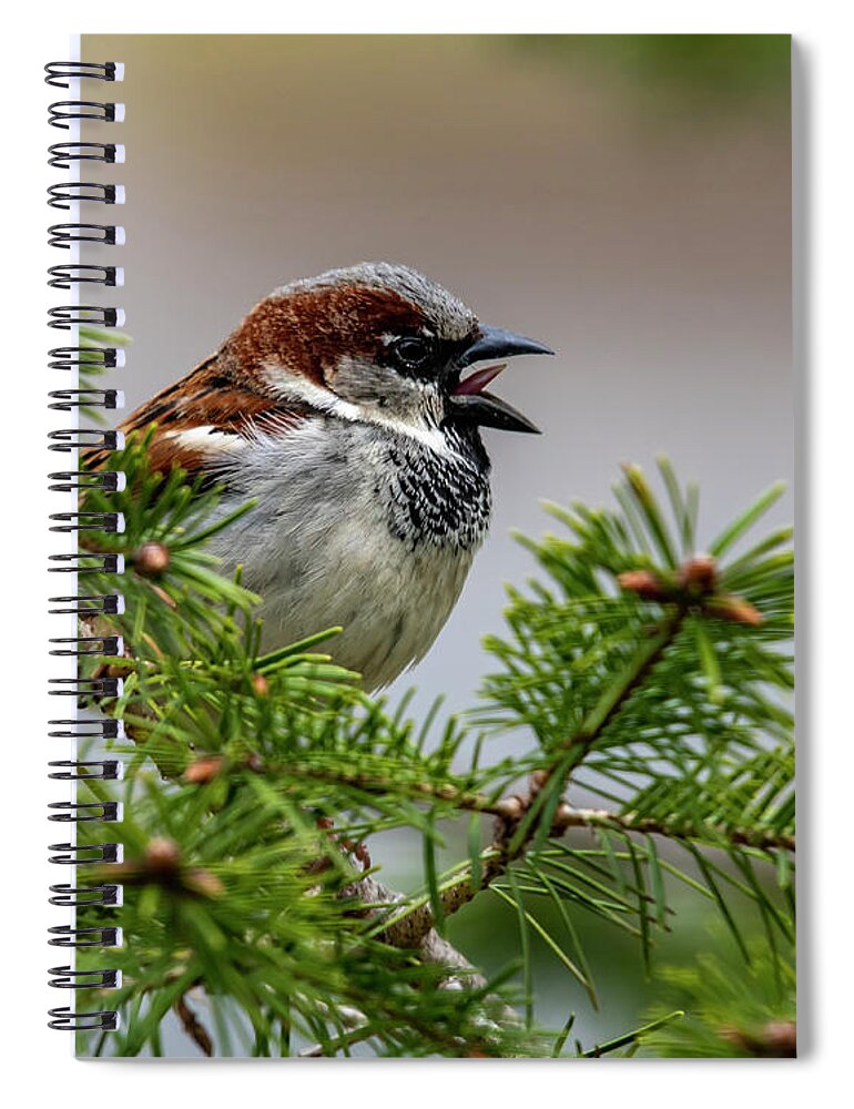 Bird Spiral Notebook featuring the photograph Chirp by Cathy Kovarik
