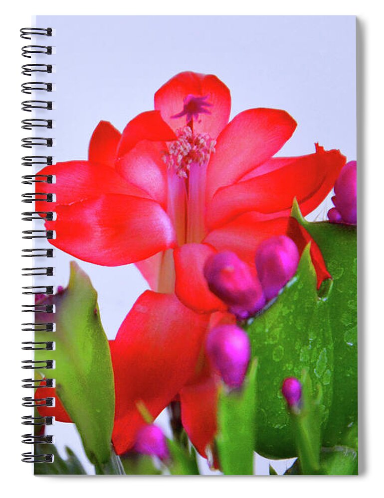 Flower Spiral Notebook featuring the photograph Christmas Cactus by Mike Martin