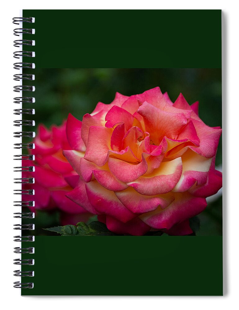 Rose Spiral Notebook featuring the photograph Classic Beauty with a Twist by Linda Bonaccorsi