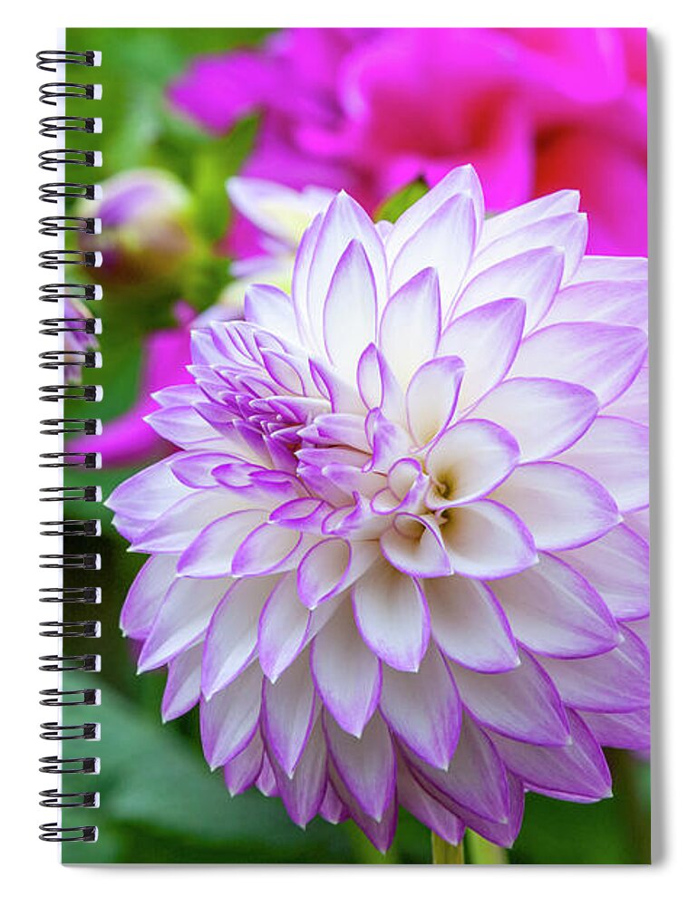 Clearview David Dahlia Spiral Notebook featuring the photograph Clearview David Dahlia, 22-1 by Glenn Franco Simmons