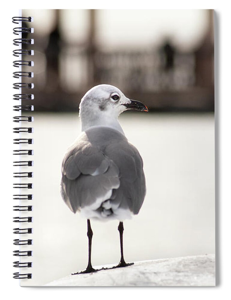 Little Spiral Notebook featuring the photograph Clearwater Beach Seagull and Pier by Marilyn Hunt