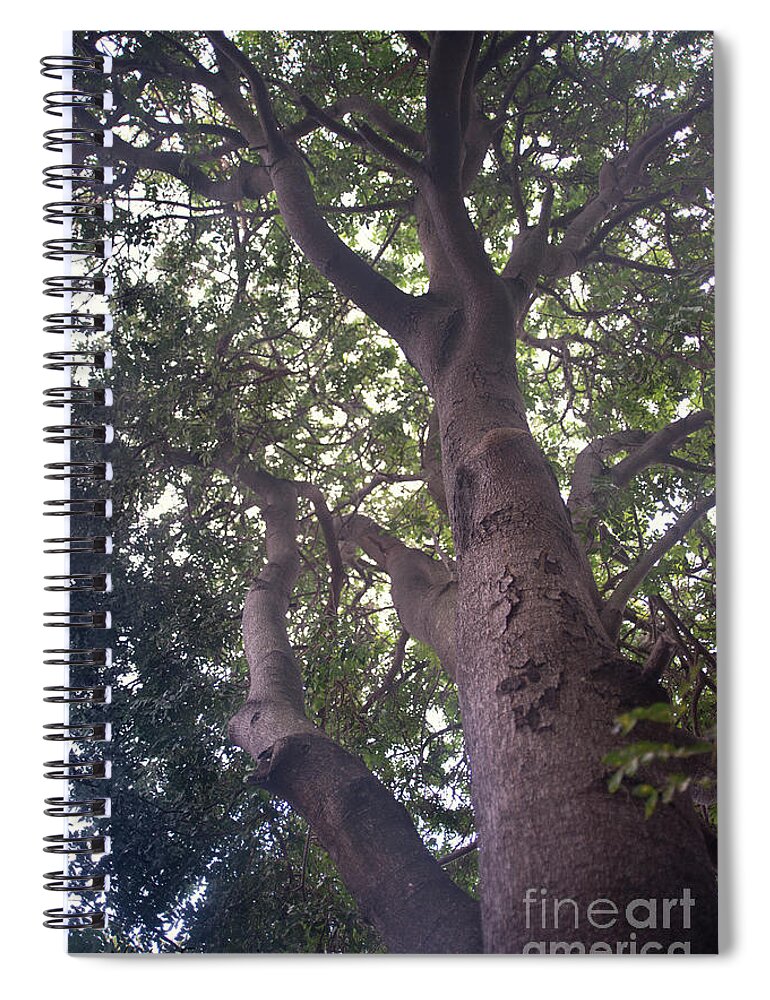Tree Spiral Notebook featuring the photograph Climb That Tree by Vicki Ferrari
