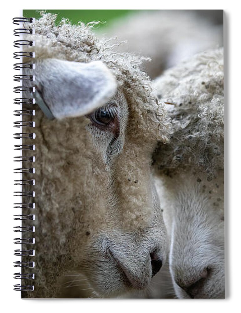 Sheep Spiral Notebook featuring the pyrography Close by Lara Morrison