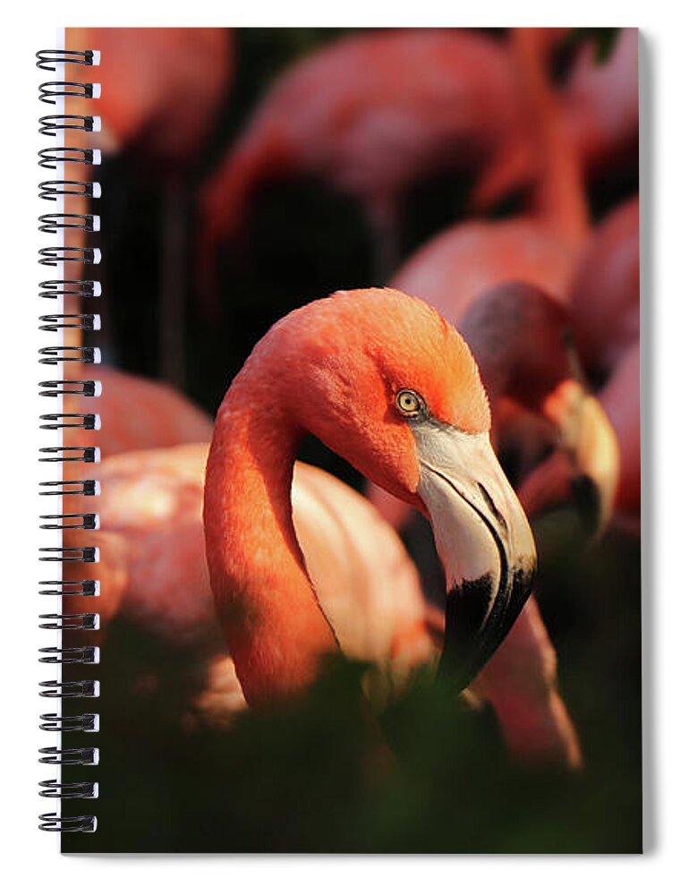 American Flamingo Spiral Notebook featuring the photograph Head american flamingo, Phoenicopterus ruber, from bushes by Vaclav Sonnek