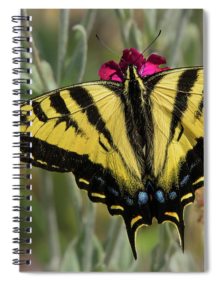 Lepidoptera Spiral Notebook featuring the photograph Close-up Western Tiger Swallowtail by Nancy Gleason