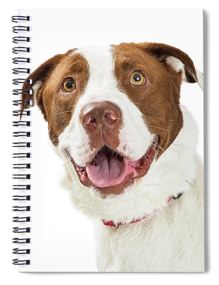 Terrier Spiral Notebook featuring the photograph Closeup Happy Large Brown and White Dog by Good Focused