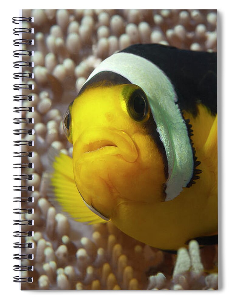 Clown Anemonefish Spiral Notebook featuring the photograph Close-Up of Nemo fish - by Ute Niemann