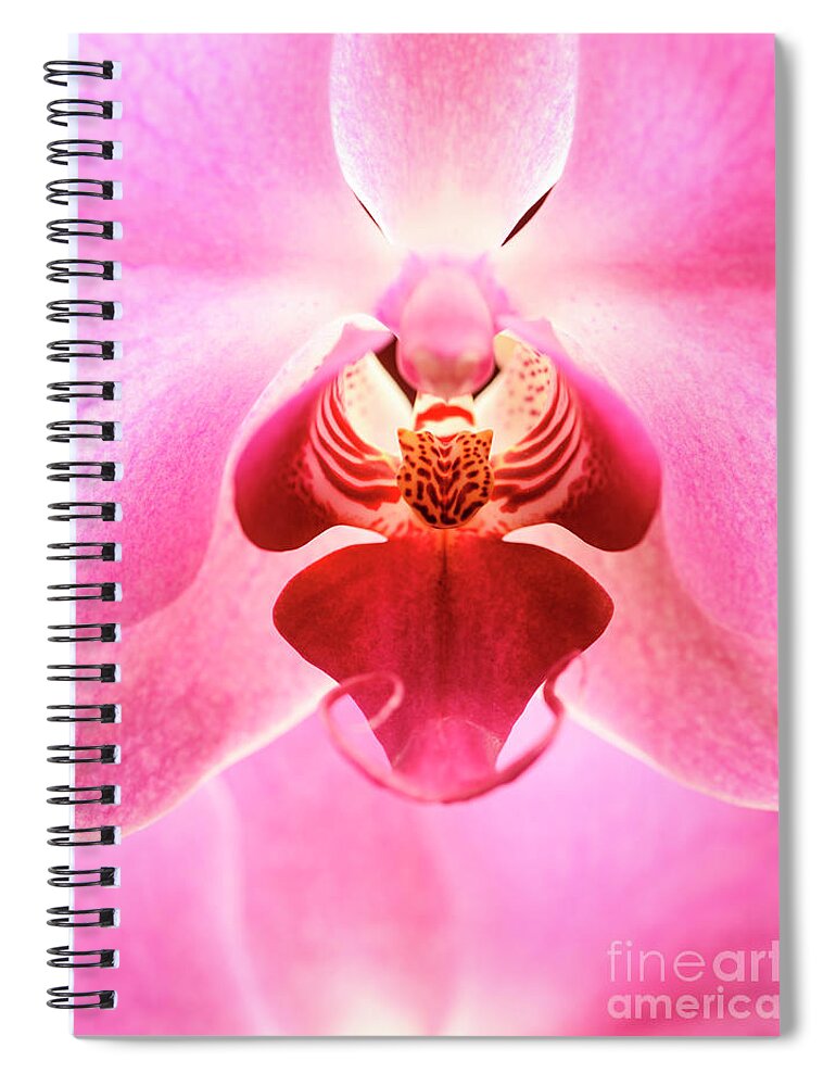 Orchid Spiral Notebook featuring the photograph Closeup of pink orchid flower by Jelena Jovanovic
