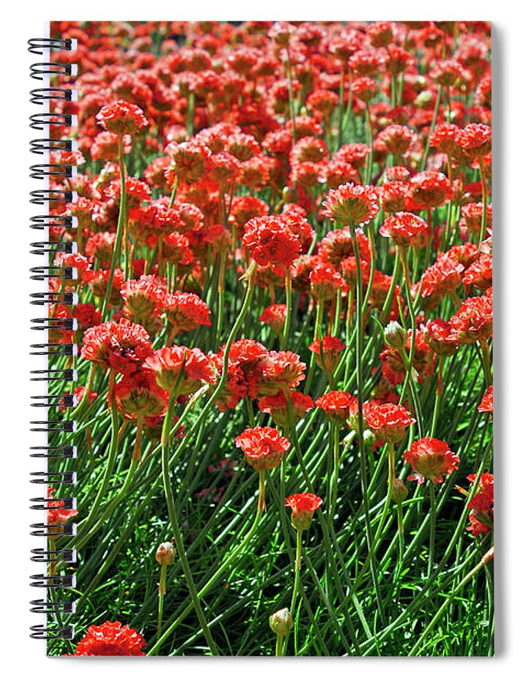 Sunny Spiral Notebook featuring the photograph Closeup Of Red Flower Field Background by Severija Kirilovaite