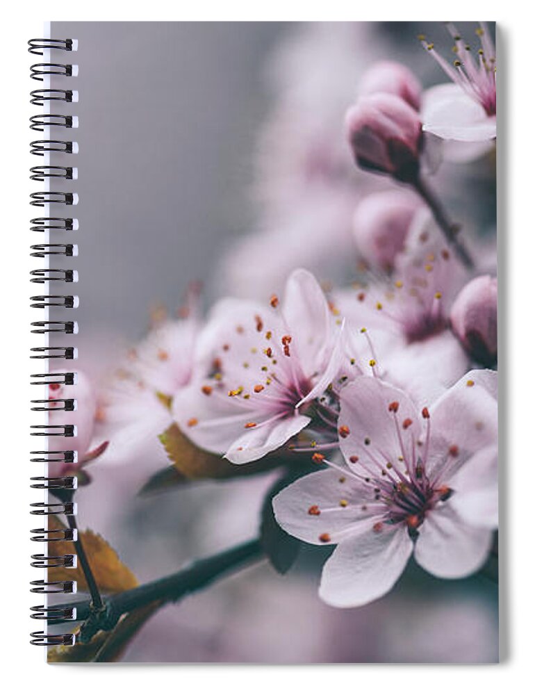 Blossom Spiral Notebook featuring the photograph Closeup spring blossom flower on tree branch by Jelena Jovanovic