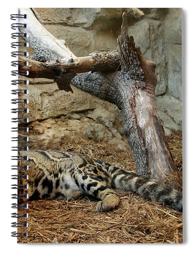 Clouded Leopard Spiral Notebook featuring the photograph Clouded Leopard by Melissa Southern