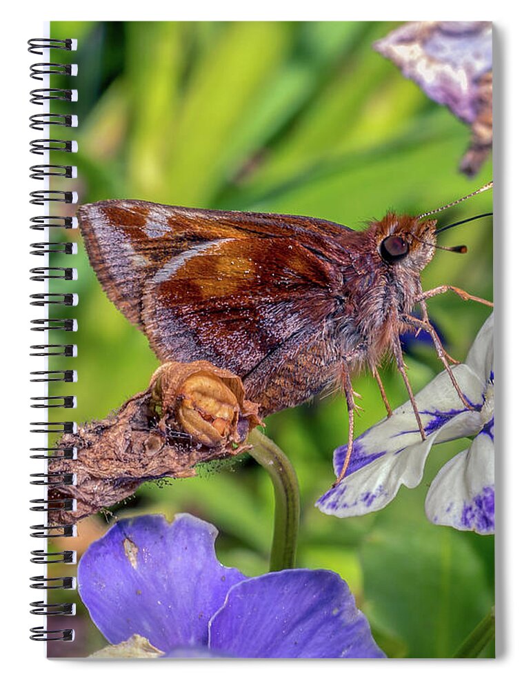 Butterfly Spiral Notebook featuring the photograph Clouded Skipper Lerema accius by Gemma Mae Flores Sellers