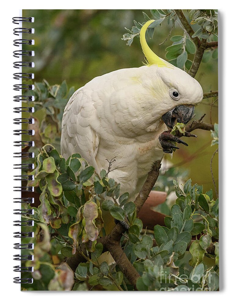Wildlife Spiral Notebook featuring the photograph Cockatoo 10 by Werner Padarin