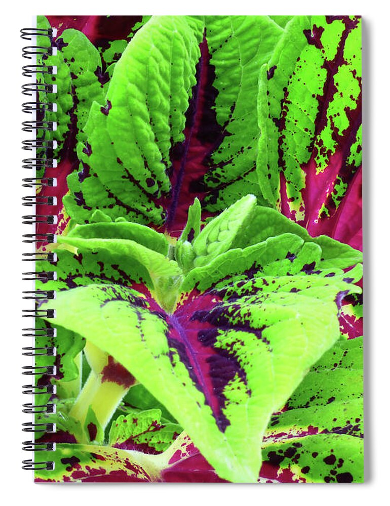 Plant Spiral Notebook featuring the photograph Coleus Up Close And Personal by Leslie Montgomery