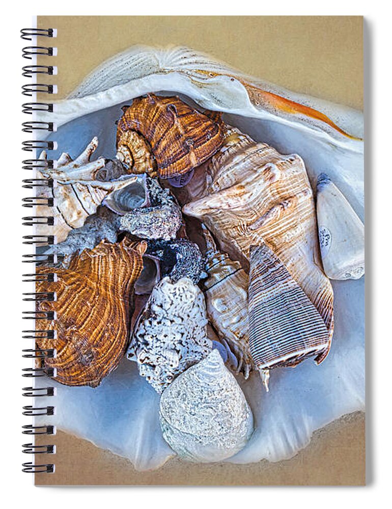 Shells Spiral Notebook featuring the photograph Collection Of Seashells in A Seashell by Gary Slawsky