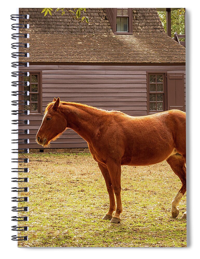 Horse Spiral Notebook featuring the photograph Colonial Chestnut by Rachel Morrison