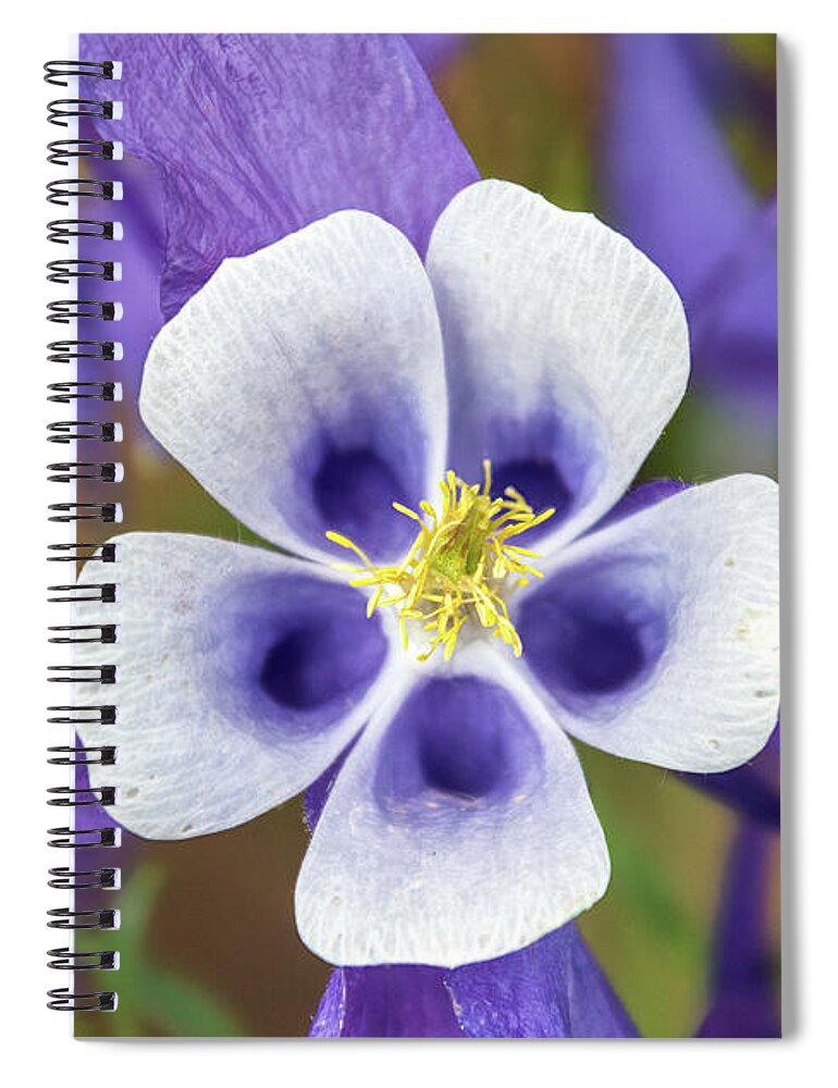 Aquilegia Coerulea Spiral Notebook featuring the photograph Colorado Blue Columbine by Debra Martz
