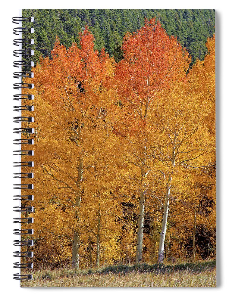 Colorado Spiral Notebook featuring the photograph Colorado Fall Colors by Bob Falcone