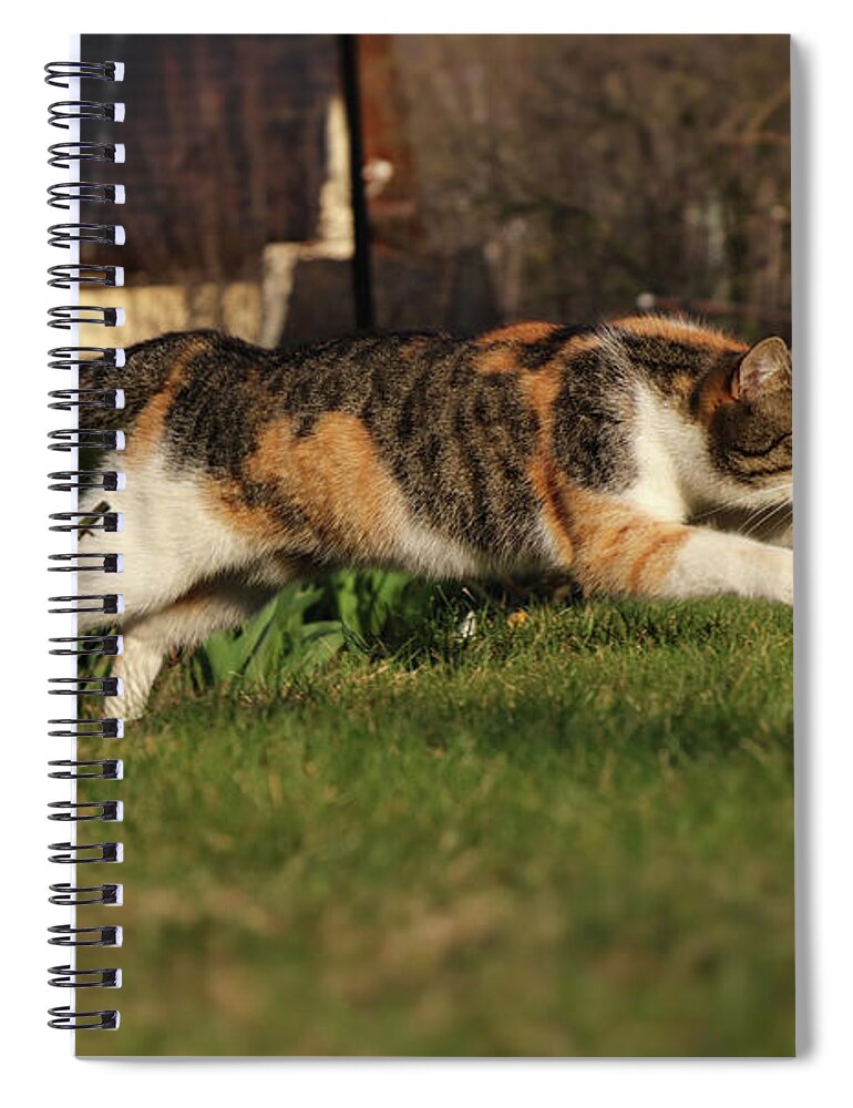 Liza Spiral Notebook featuring the photograph Colored domestic cat jumps over bed of roses by Vaclav Sonnek