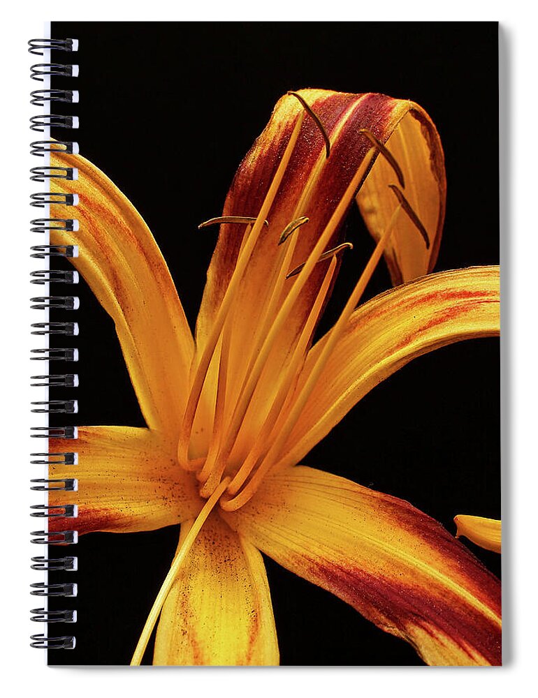 Flower Spiral Notebook featuring the photograph Colorful Curls by Judy Vincent