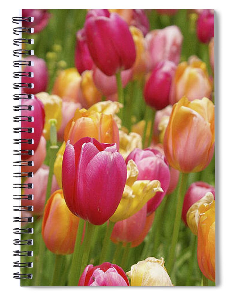 Colorful Tulips Spiral Notebook featuring the photograph Colorful tulips by David Morehead