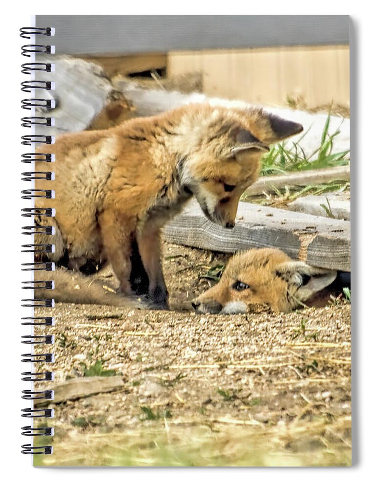 Fox Spiral Notebook featuring the photograph Come Out and Play by Alana Thrower
