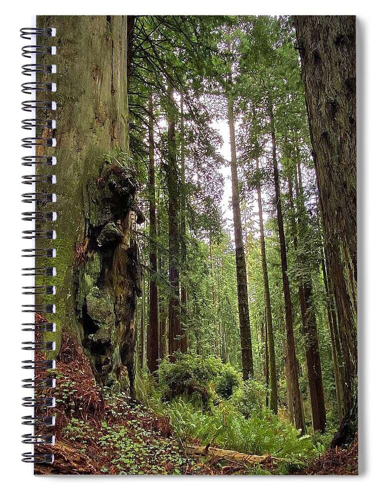Redwoods Spiral Notebook featuring the photograph Come This Way by Daniele Smith