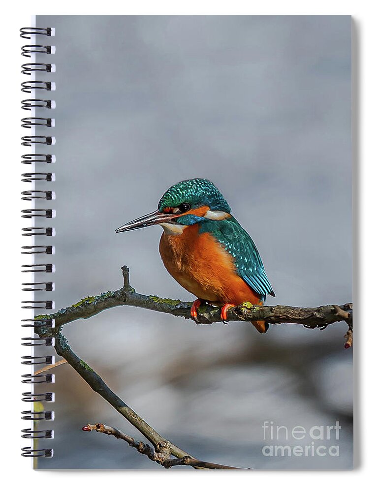 Kingfisher Spiral Notebook featuring the photograph Common Kingfisher, Acedo Atthis, Sits On Tree Branch Watching For Fish by Andreas Berthold