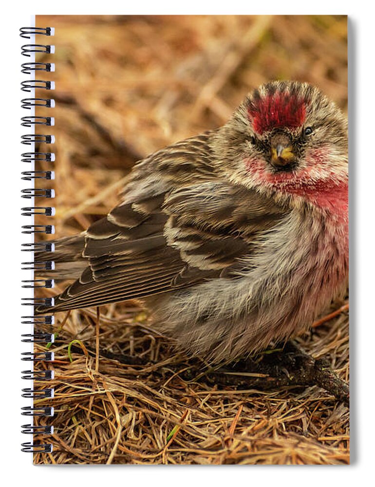 Common Redpoll Spiral Notebook featuring the photograph Common Redpoll by Constance Puttkemery
