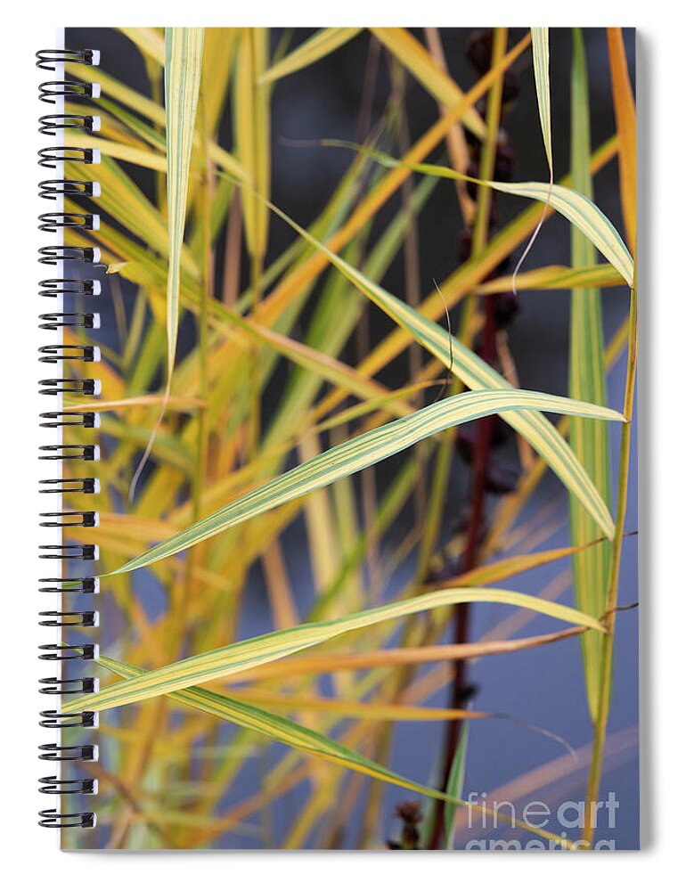 Common Reed Spiral Notebook featuring the photograph Common Reed Grass in Autumn by Tim Gainey
