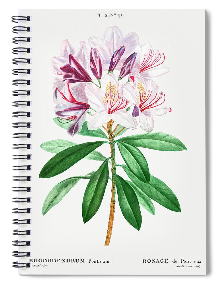 Rhododendron Spiral Notebook featuring the painting Common Rhododendron by World Art Collective