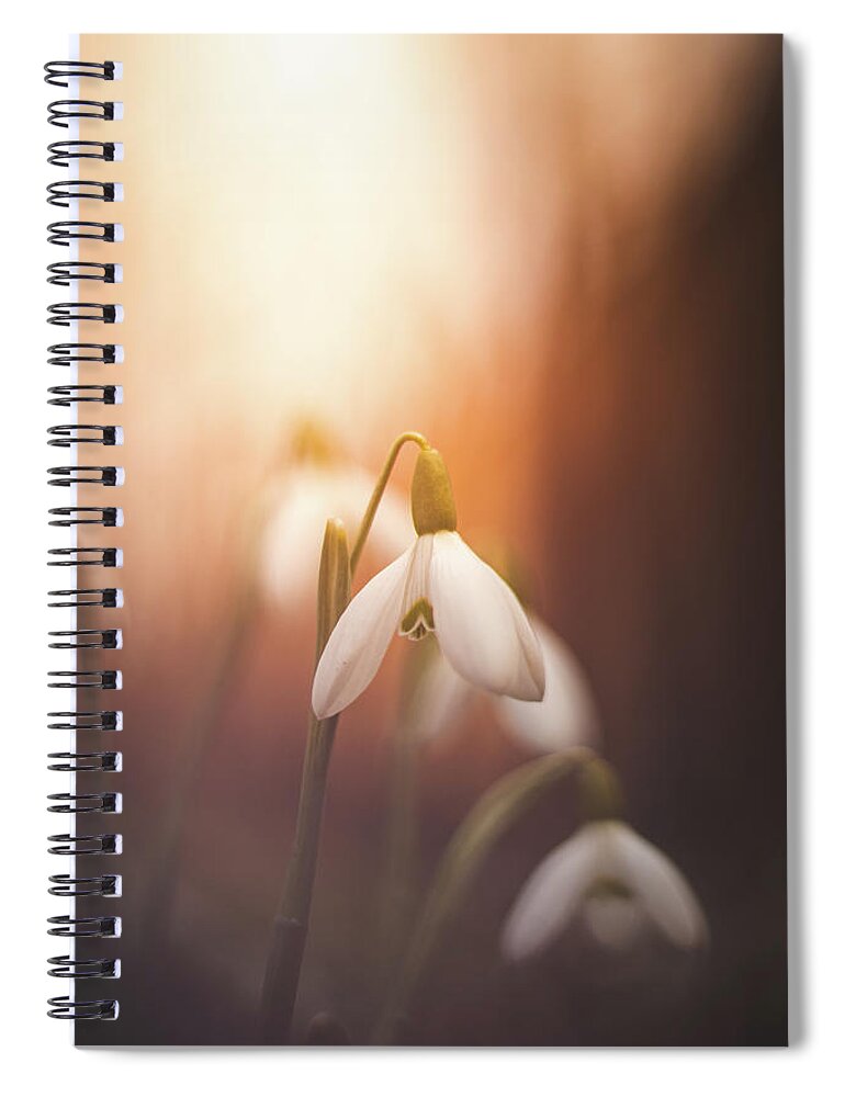 Europe Spiral Notebook featuring the photograph Common snowdrop at sunset. Magic flower sprouting from the soil by Vaclav Sonnek