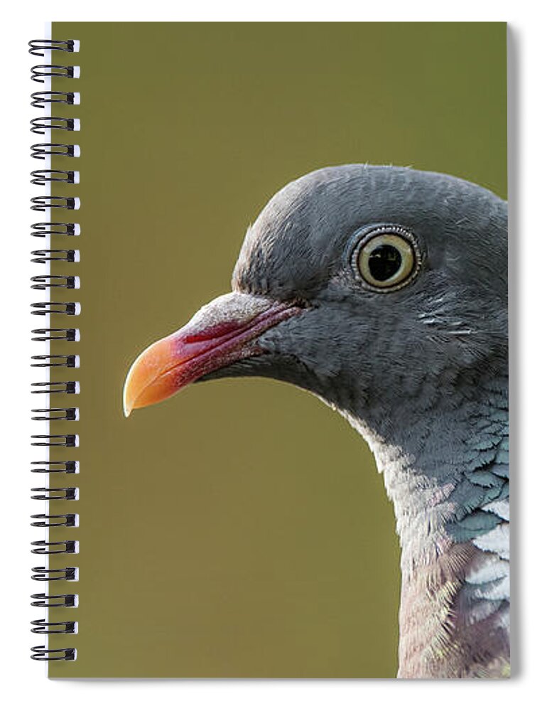 Common Wood Pigeon Spiral Notebook featuring the photograph Common Wood Pigeon s portrait by Torbjorn Swenelius